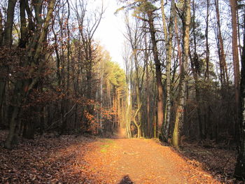 Dirt road passing through forest