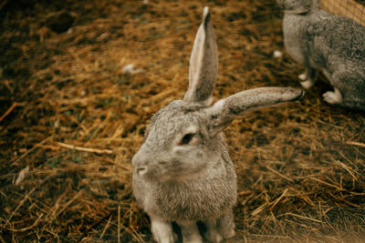 High angle view of rabbits on grassy land