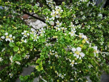 High angle view of flowering plant