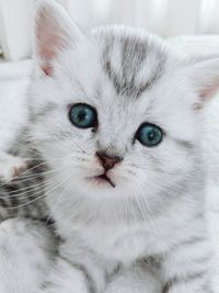 Close-up portrait of cute kitten relaxing at home