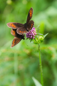 Close-up of butterflies pollinating on flower