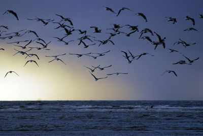 A flock of birds flying in nature as symbol for freedom and boundlessness