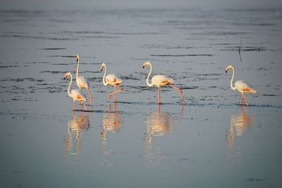 Birds in a lake