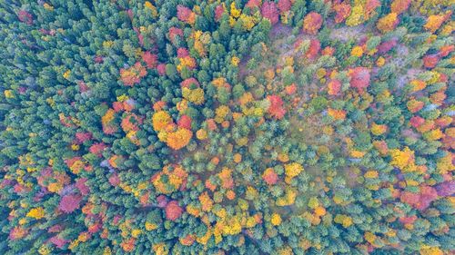 Full frame shot of trees in forest during autumn