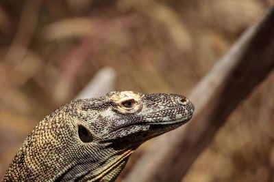 Close-up of iguana