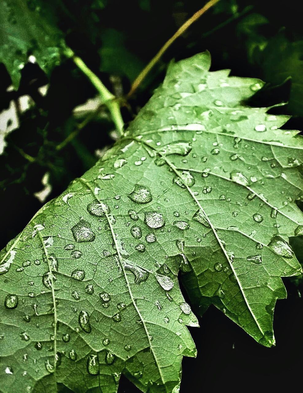 leaf, drop, wet, water, leaf vein, close-up, dew, raindrop, nature, growth, focus on foreground, green color, freshness, fragility, rain, season, plant, leaves, beauty in nature, weather