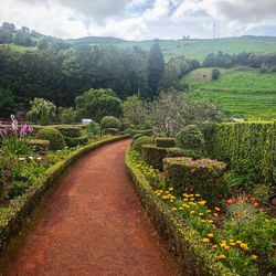 Scenic view of flowering plants on land against sky