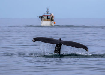 Whale swimming in sea while whale-watching