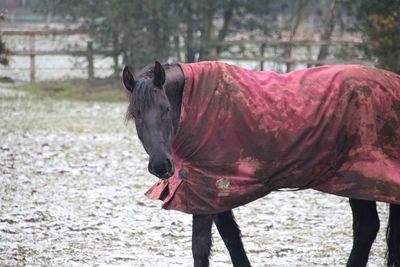 Side view of a horse standing on field