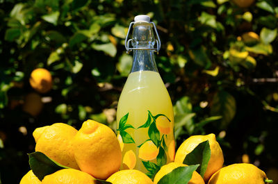 Lemonade bottle, lemons and lemon tree background.