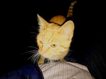 Close-up of cat sitting against black background