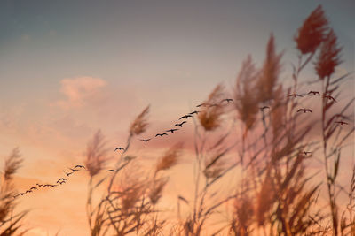 Close-up of stalks against sky at sunset