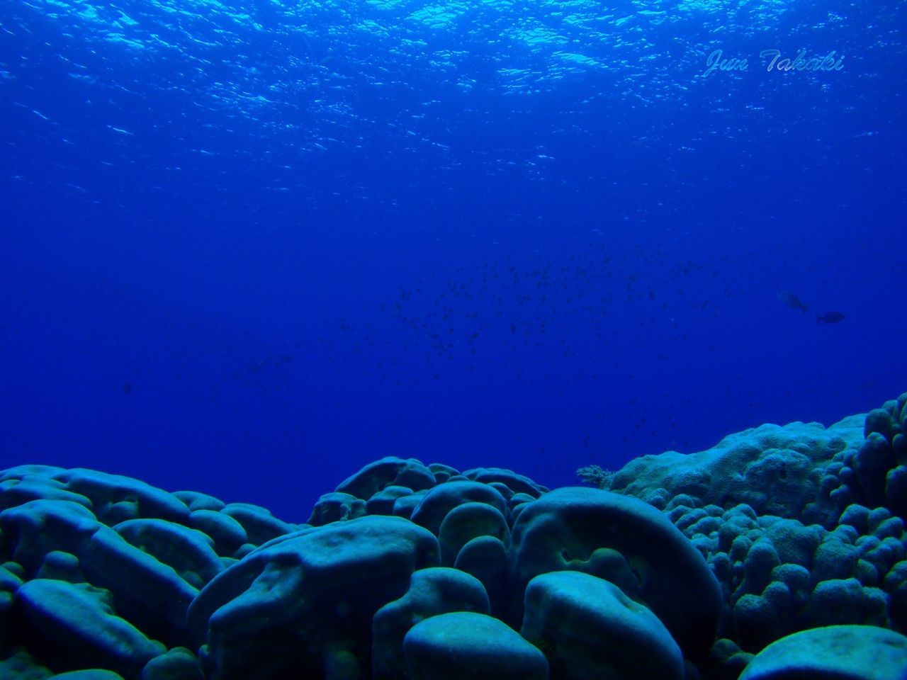 blue, underwater, water, sea, undersea, beauty in nature, sea life, nature, copy space, tranquility, no people, natural pattern, close-up, scenics, backgrounds, pattern, swimming, tranquil scene, rock - object, clear sky