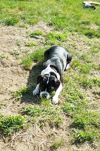 High angle view of dog on field