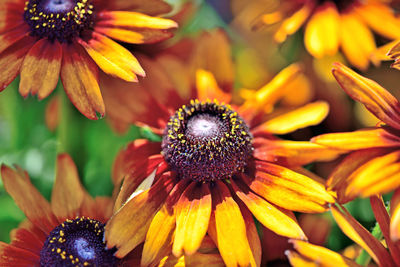 Close-up of black-eyed and yellow daisy flowers
