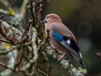 Close-up of bird perching on tree