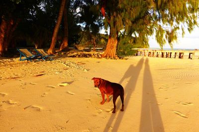 Dog on sand at beach against sky