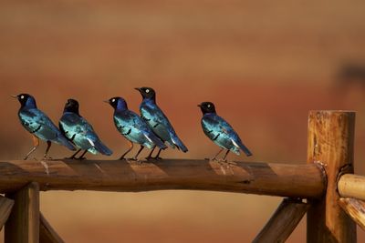Close-up of birds perching on wooden post
