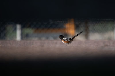 View of bird flying