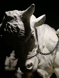 Close-up of horse