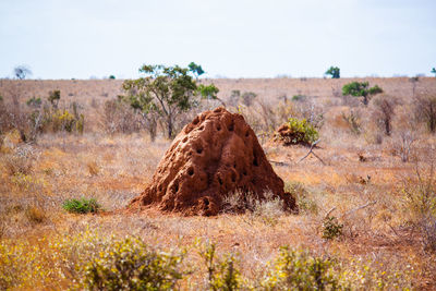 Anthill on field against sky at national park