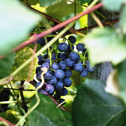 Close-up of grapes growing in vineyard