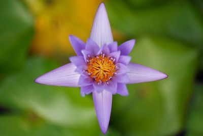 Close-up of insect on flower
