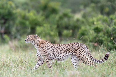 Cheetah in masai mara national reserve
