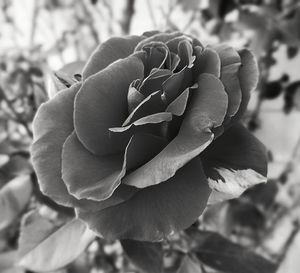 Close-up of flower blooming outdoors