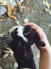 Cropped image of hand holding cat