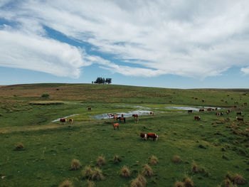 View of sheep grazing in field