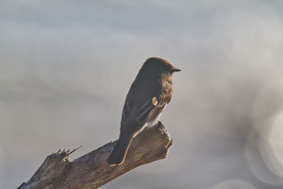 Close-up of bird perching on a tree