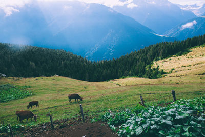 Side view of cows grazing on landscape