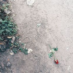 High angle view of leaves