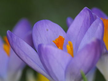 Close-up of purple crocus flower