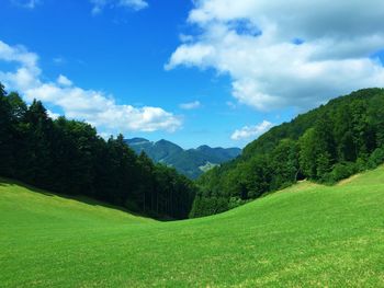 Scenic view of grassy field against sky