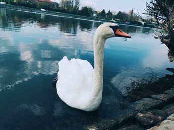 Swan swimming in lake