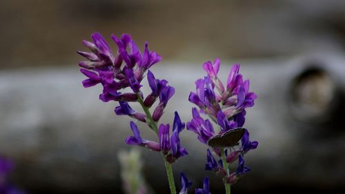 Close-up of purple flowers against blurred background