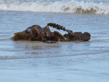 Rocks on beach