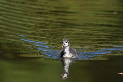 Coot chick swimming in lake