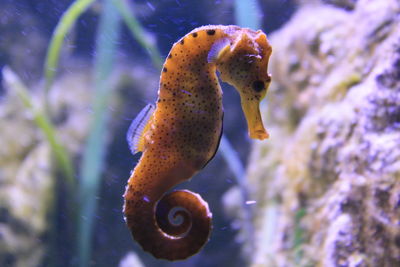 Close-up of seahorse swimming in aquarium