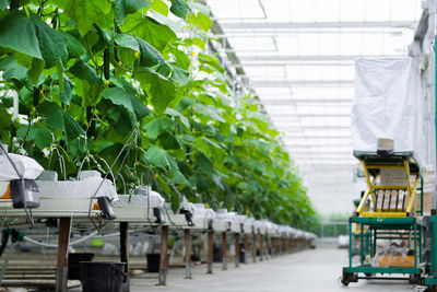 Greenhouse with fresh ripe cucumber. organic food and vegetables. healthy eating. hydroponics