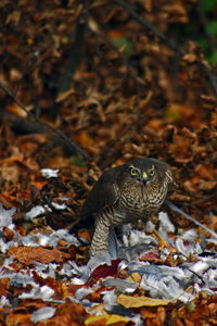 Female sparrowhawk