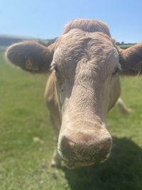 Close-up portrait of a horse on field