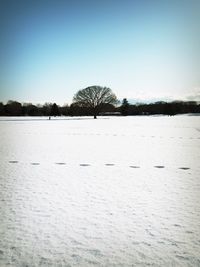 Bare trees on snow covered field against clear sky