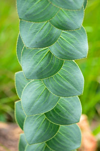 Close-up of fresh green leaf on field