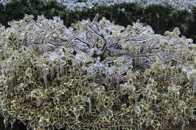 High angle view of frozen plants on field