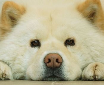 Close-up portrait of dog lying down