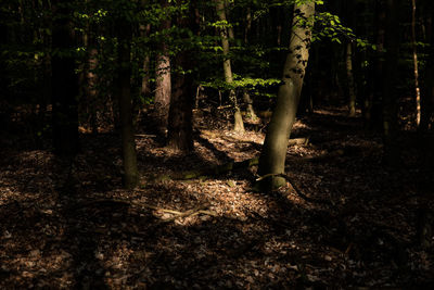 Trees in forest