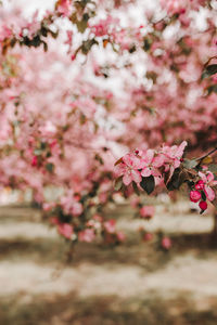 Close-up of pink cherry blossoms